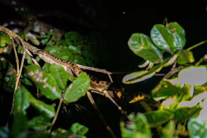 A camouflaged snake rests on a branch amidst lush Amazon rainforest foliage, highlighting the region's diverse wildlife.