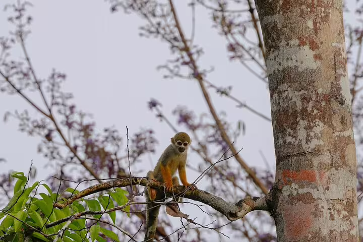 A playful squirrel monkey perched on a branch amidst lush Amazon rainforest, ideal for Amazon Survival Tour 5D/4N.