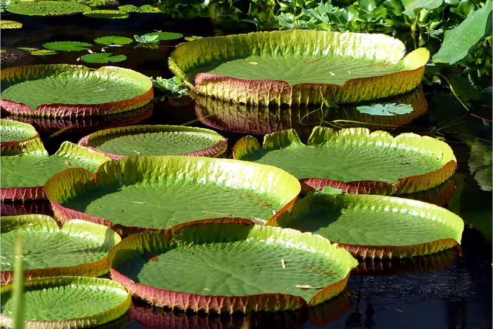 Lush Amazonian giant water lilies floating on a serene water surface at Amazon Tapiri Floating Lodge.