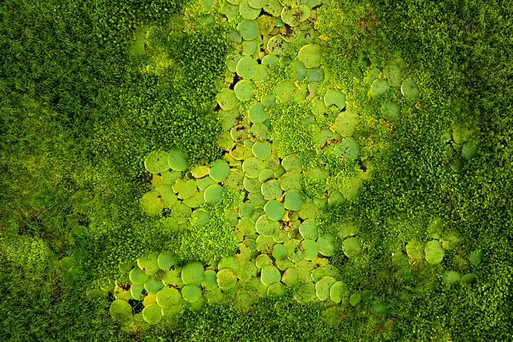 Close-up of vibrant green lily pads and foliage in the Amazon, showcasing the area's rich plant diversity.