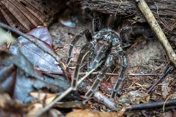 Close-up of a tarantula nestled among leaves and branches, highlighting Amazon rainforest wildlife.