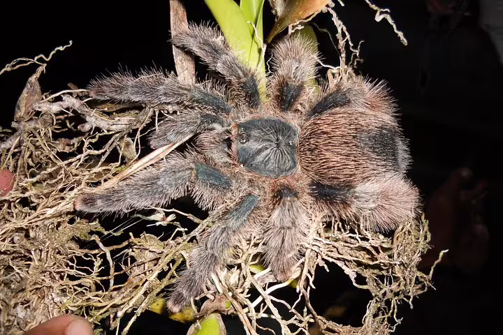 Close-up of a tarantula on a branch, highlighting Amazon wildlife during the Amazon Survival Tour 5D/4N adventure.