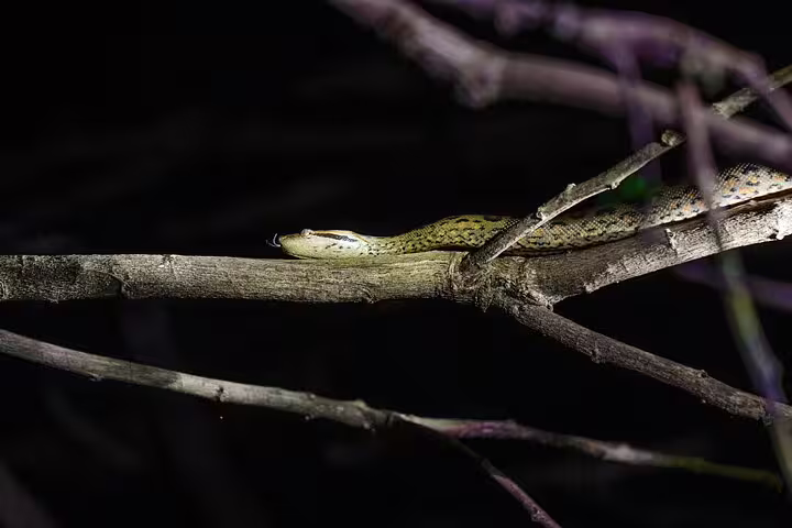 Amazon tree boa resting on a branch, highlighting the rich wildlife of the Amazon Survival Tour.