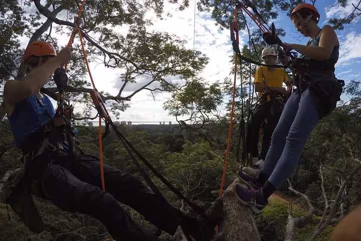Group suspended on ropes during Amazon rainforest tree climbing, high in the canopy with safety gear