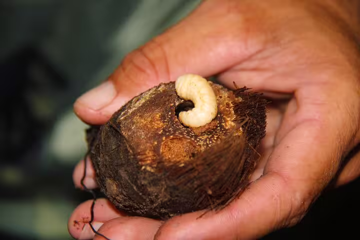 Close-up of a traditional Amazonian larva delicacy on a wooden piece, showcasing local culinary adventure.