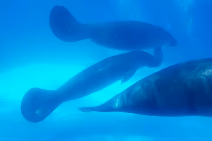 Amazonian manatees swimming underwater at MUSA, a highlight of the INPA and MUSA natural museums combo tour
