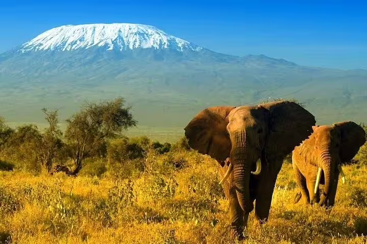 Majestic elephants roam in front of Mount Kilimanjaro during Amboseli Safari from Nairobi tour.