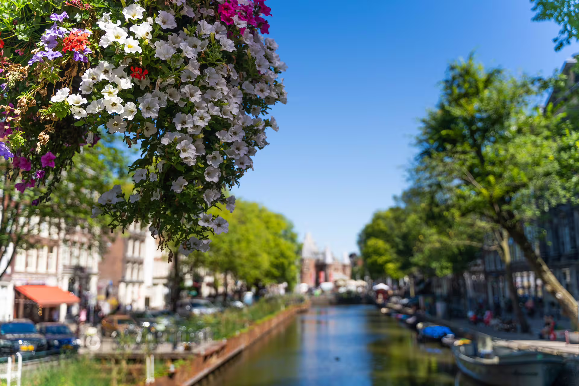 Scenic view of Amsterdam canal with vibrant flowers and historic architecture, ideal for walking tours and canal cruises.