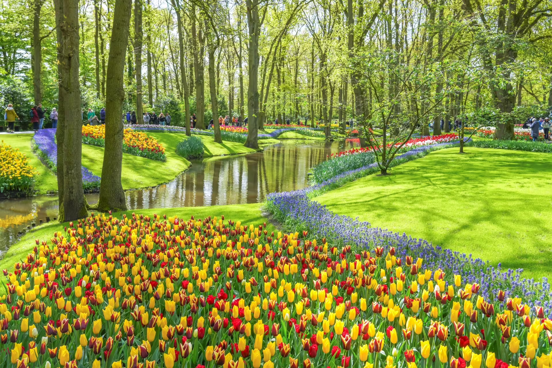 Colorful tulip beds and a winding canal in Keukenhof Gardens, highlight of Amsterdam Keukenhof day tour