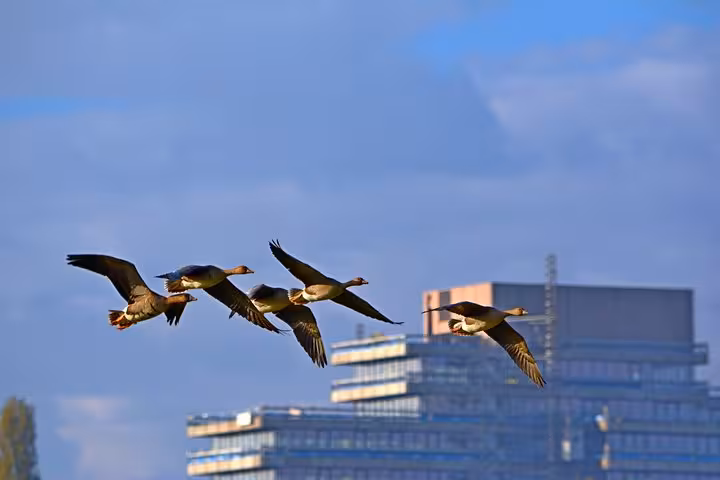 Birds flying over Amsterdam skyline near Schiphol, representing scenic Netherlands route for Nijmegen private transfer