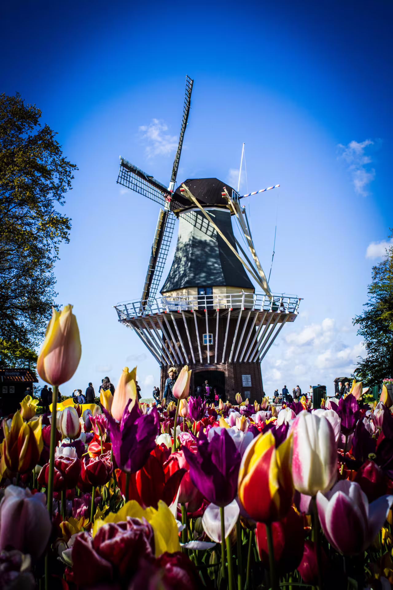 Colorful tulip field with a traditional Dutch windmill under a clear blue sky, perfect for an Amsterdam countryside bike tour.