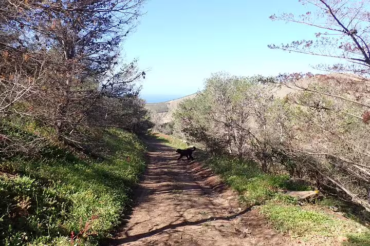Scenic forest trail with distant ocean views on the Ana Ferreira Caves & Peaks Trek, perfect for nature and hiking enthusiasts.