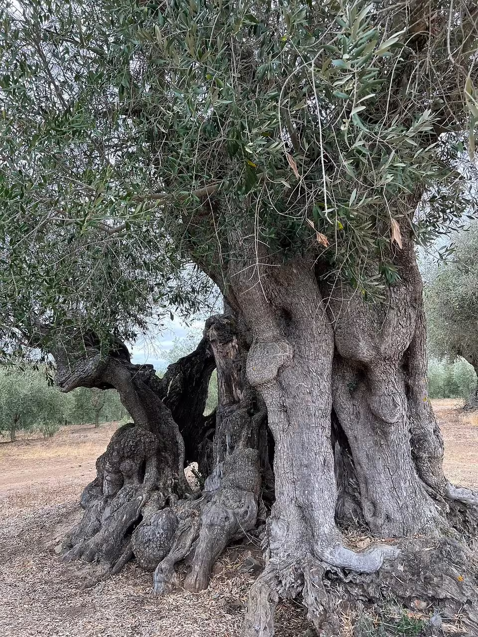 Ancient olive tree in scenic vineyard setting, perfect for wine and olive oil tasting tours, showcasing nature's heritage.