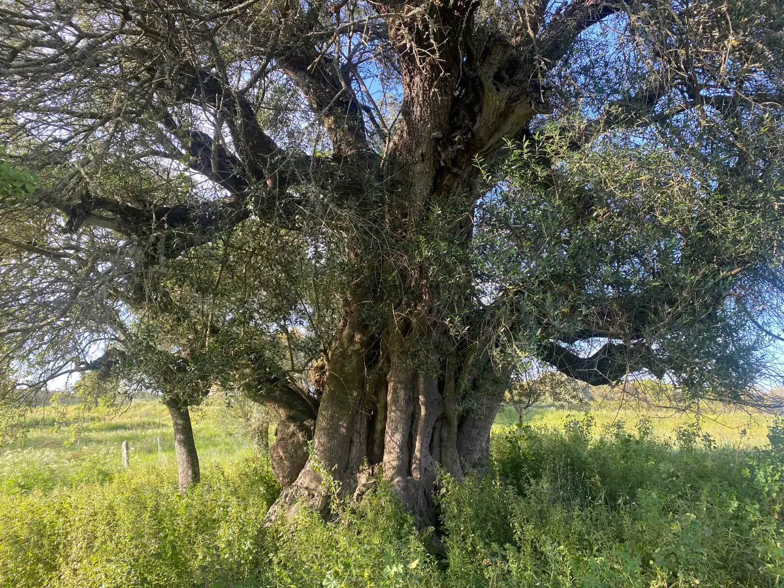 Majestic ancient tree basking in sunlight at Herdade Alentejana, perfect for connecting with nature's tranquility.
