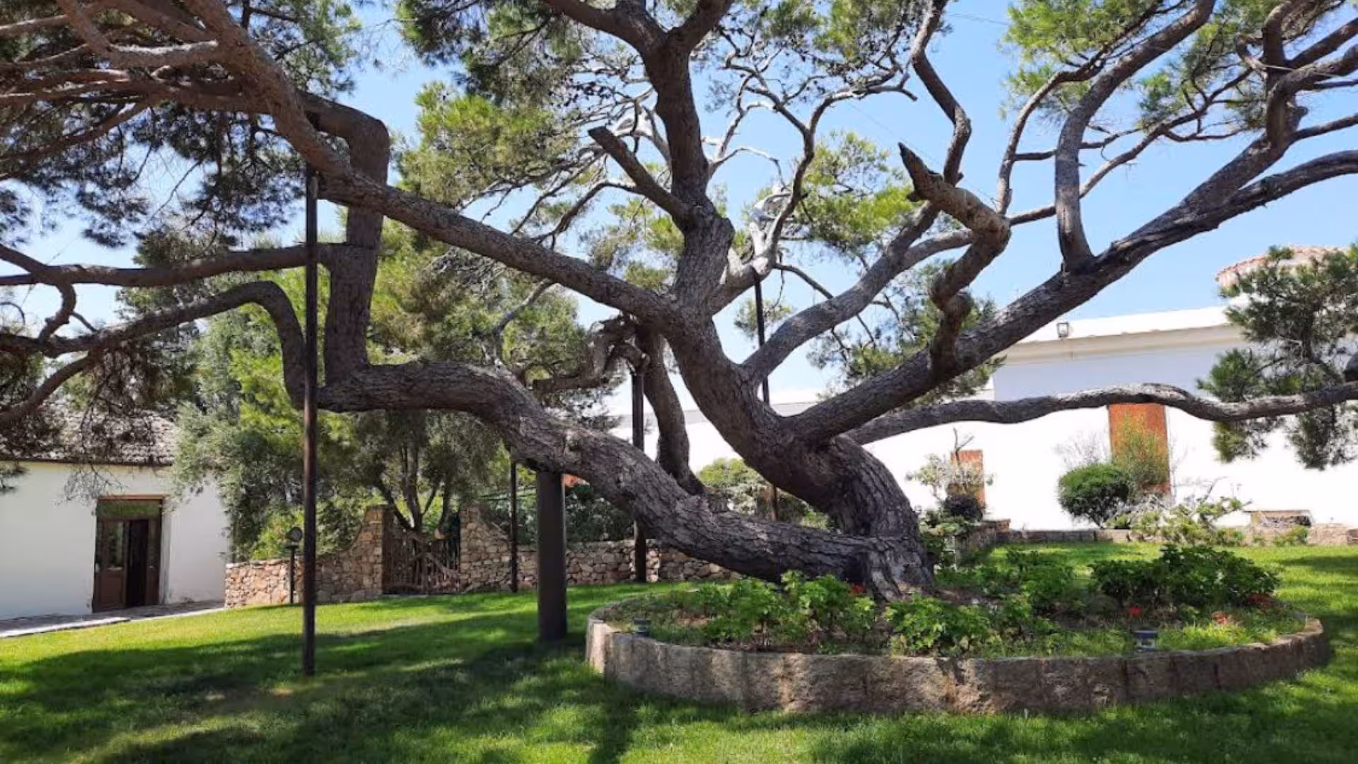 Sprawling ancient tree with twisted branches in a serene garden setting in La Maddalena, Sardinia.