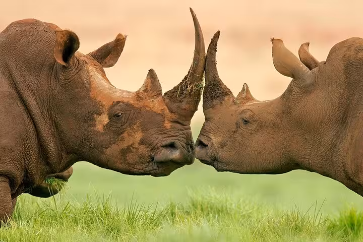 Two rhinos face each other on the grasslands of Aquila Big5 Reserve, showcasing wildlife encounters.