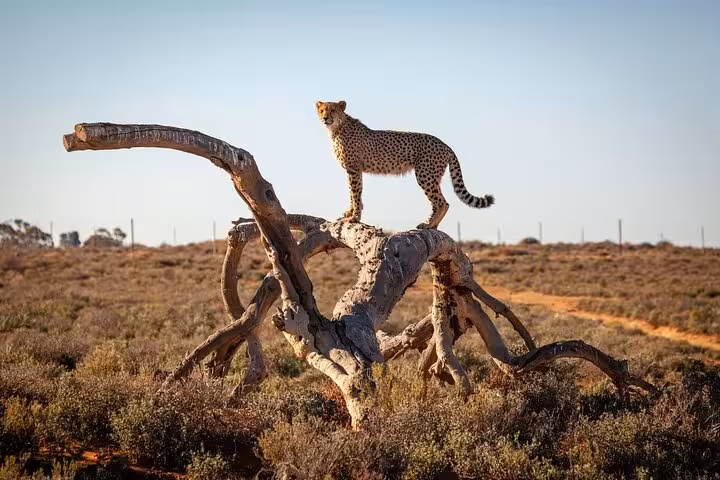Cheetah majestically perched on a tree at Aquila Game Reserve, highlighting the thrill of a safari adventure.