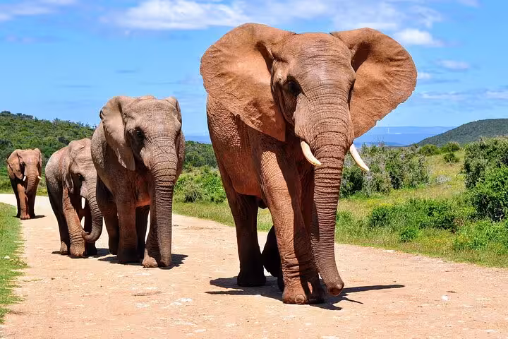 Herd of elephants walking along a dirt path in Aquila Game Reserve under clear blue skies.