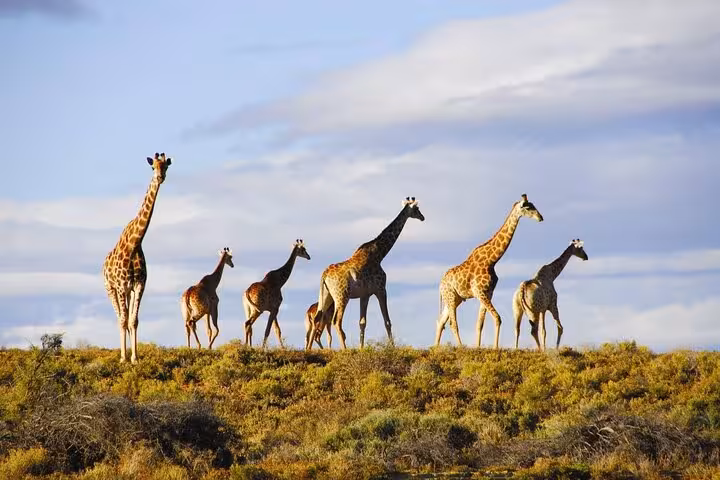 Majestic giraffes roam the Aquila Game Reserve, offering an unforgettable safari experience near Cape Town.