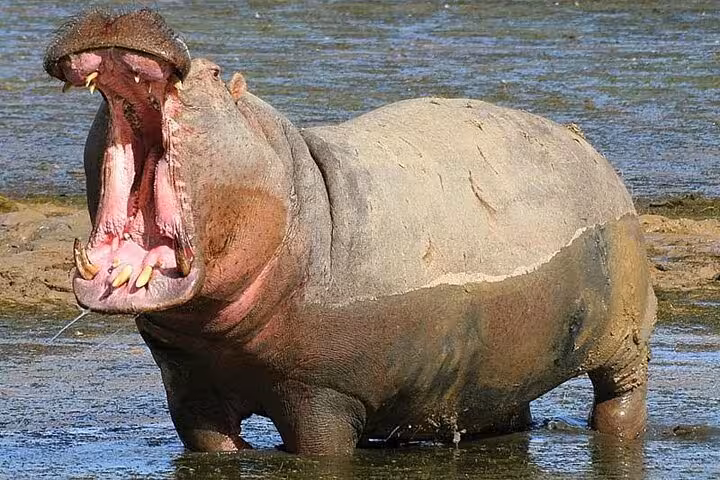 A hippo with mouth wide open stands in water at Aquila Game Reserve, showcasing the diverse wildlife on safari tours.