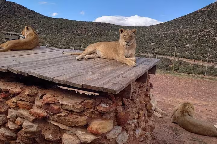 Lions bask on a wooden platform at Aquila Game Reserve, offering a close wildlife encounter during the safari tour.