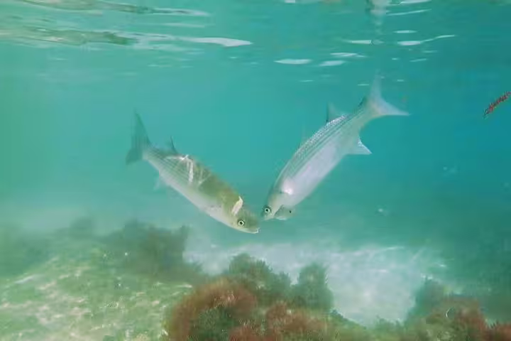 Underwater view of two fish swimming near vibrant corals during an Arrábida snorkeling adventure from Lisbon.