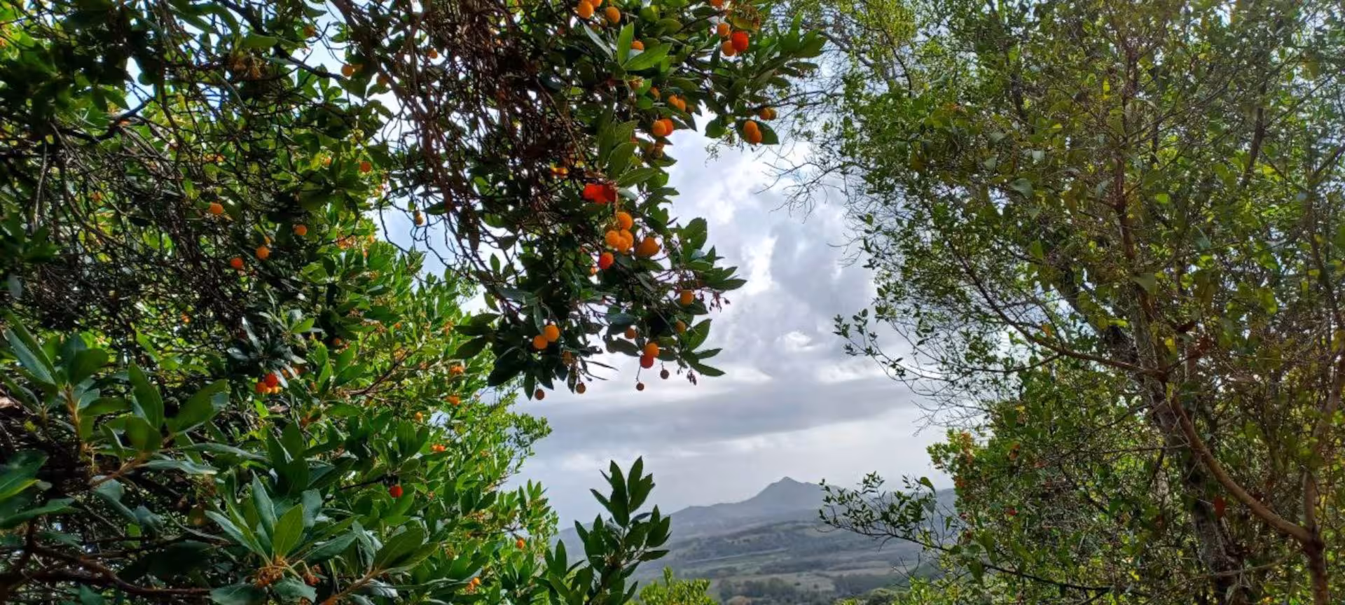 Vibrant arbutus fruits hanging over a scenic view of S'Acqua Callenti forest, Castiadas, ideal for trekking enthusiasts.