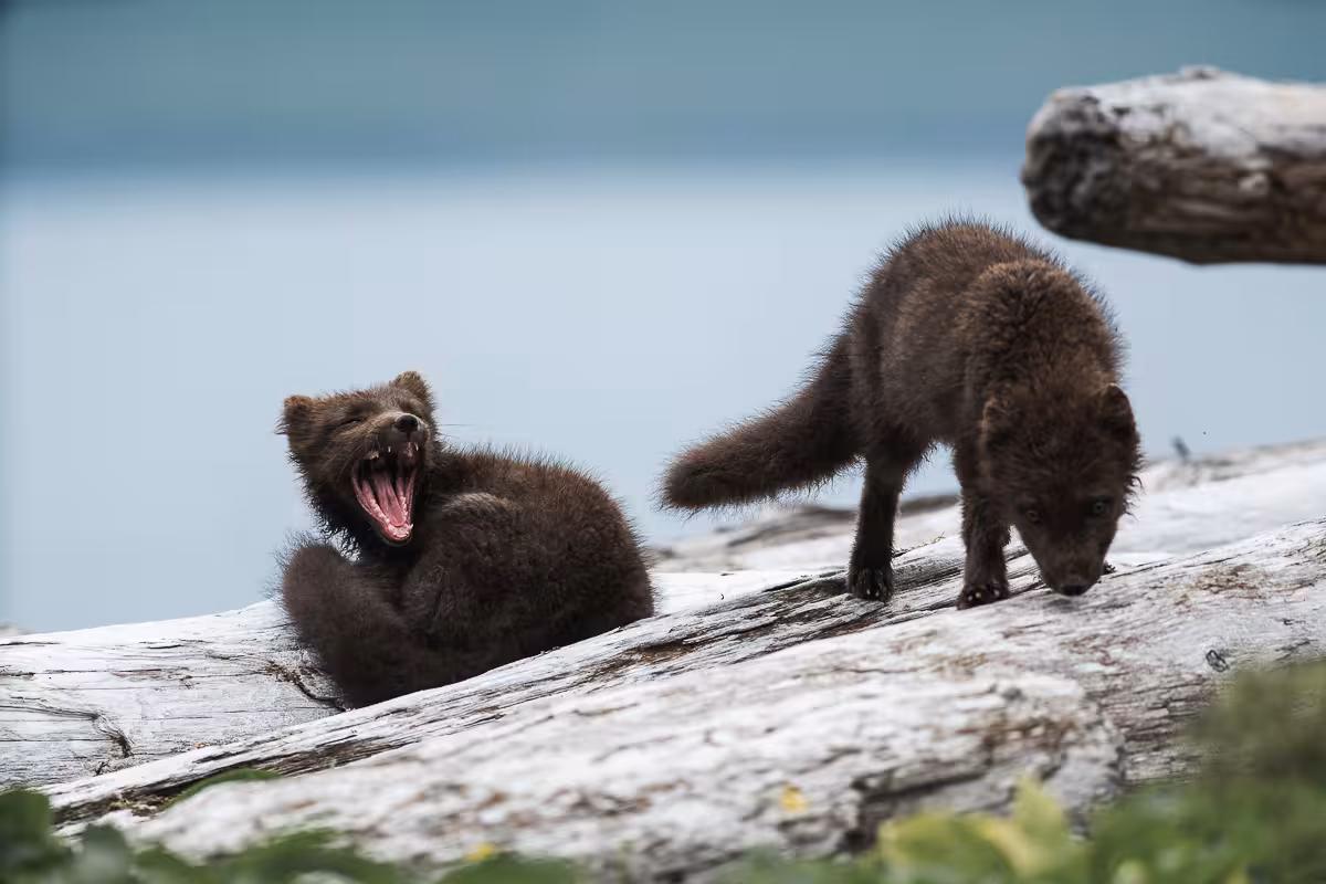Arctic fox pups on driftwood by the sea in Hornvík Nature Reserve, wildlife highlight on day tour