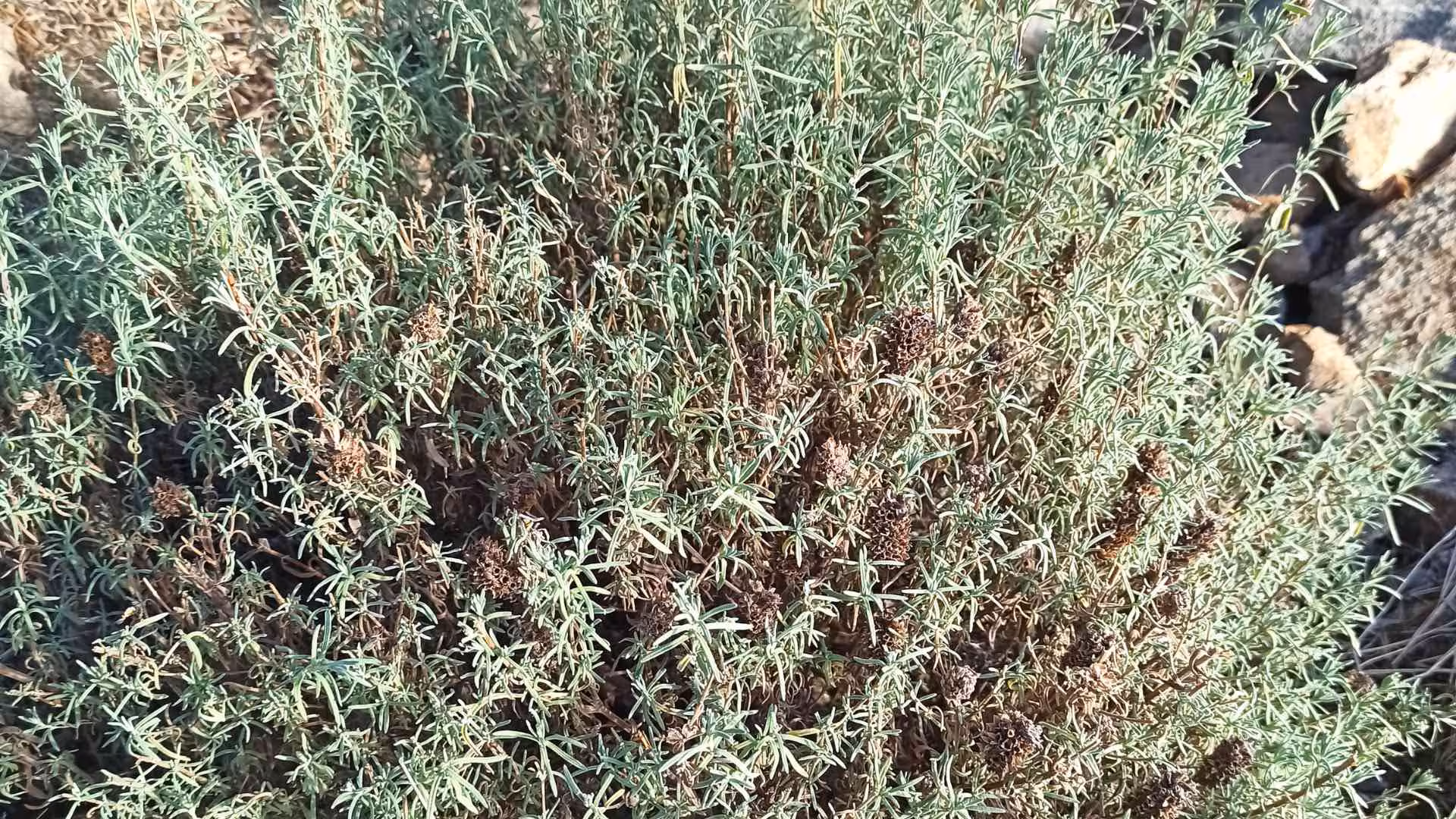 Close-up of aromatic myrtle plants used in traditional Sardinian myrtle-making near Olbia.