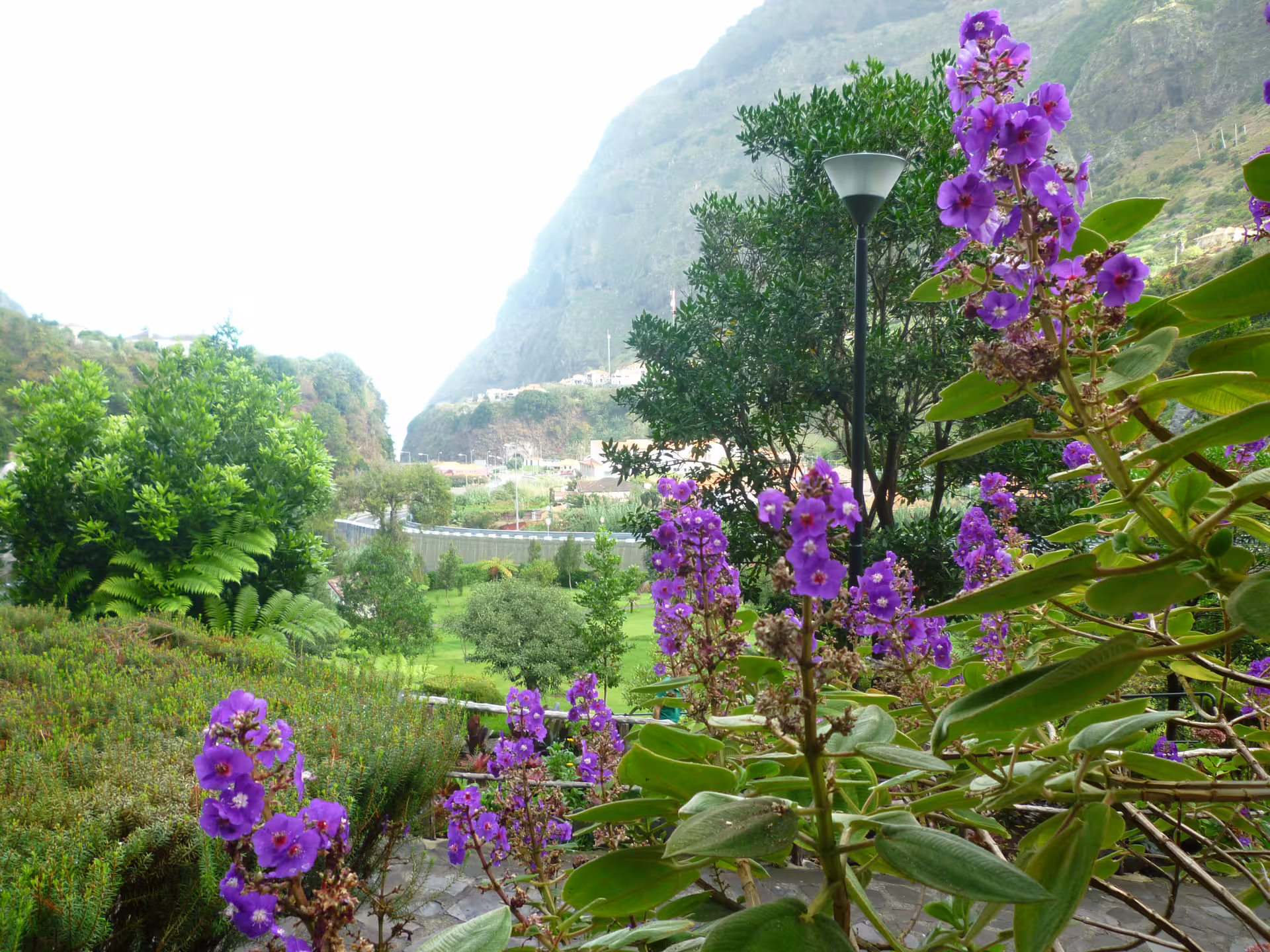 Lush garden with vibrant purple flowers and scenic mountain backdrop on the Around the Island Tour.