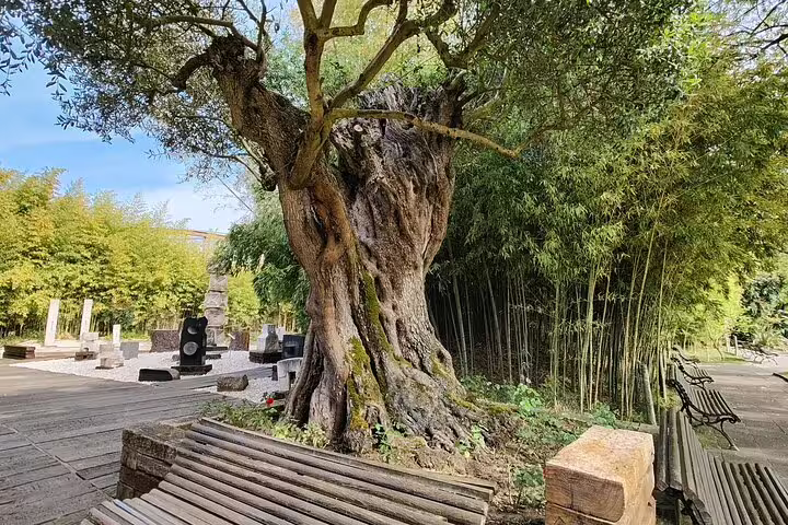 Ancient olive tree surrounded by lush greenery and benches in Arrabida, highlighting the natural beauty of this tour from Lisbon.