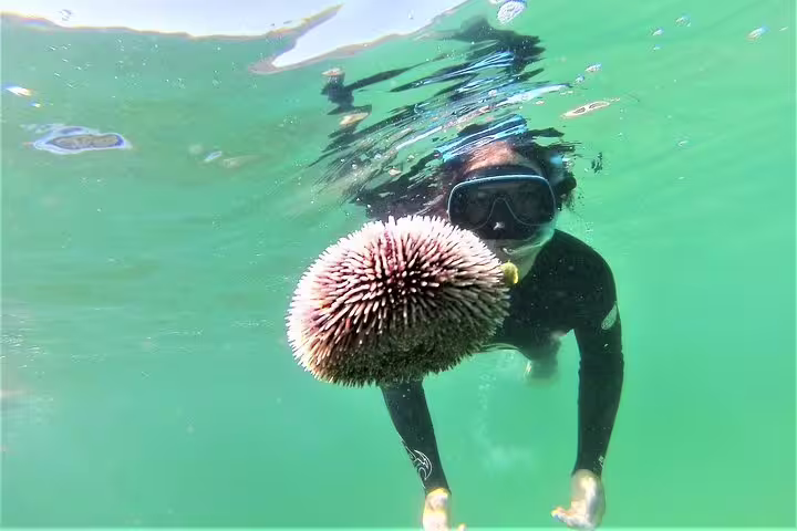 Snorkeler explores vibrant underwater world with sea urchin in Arrábida, Portugal, on adventure tour with Lisbon transfer.