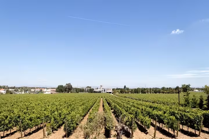 Vast vineyard under a clear blue sky on a sunny day in Arrábida, part of the private tour from Lisbon.