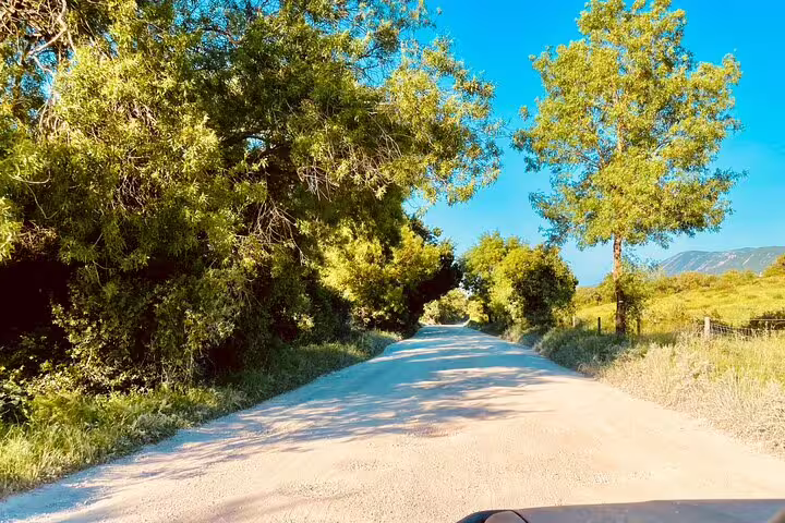 Sunny dirt road lined with lush trees in Arrábida, Portugal, ideal for a scenic 4X4 Jeep and beach picnic tour near Lisbon.