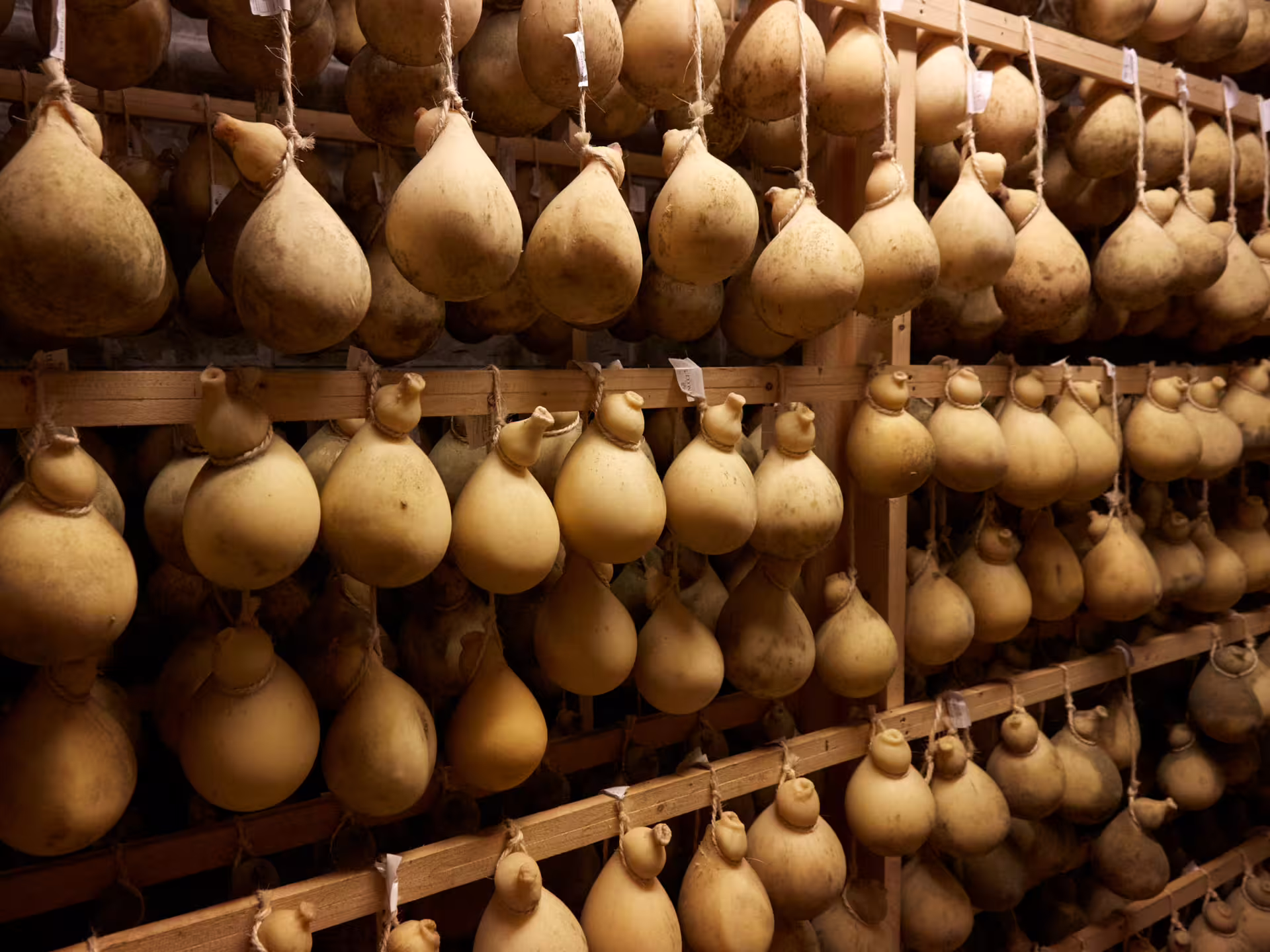Rows of artisanal cheese hanging in a traditional Isernia cheese factory, ideal for an authentic tasting tour.