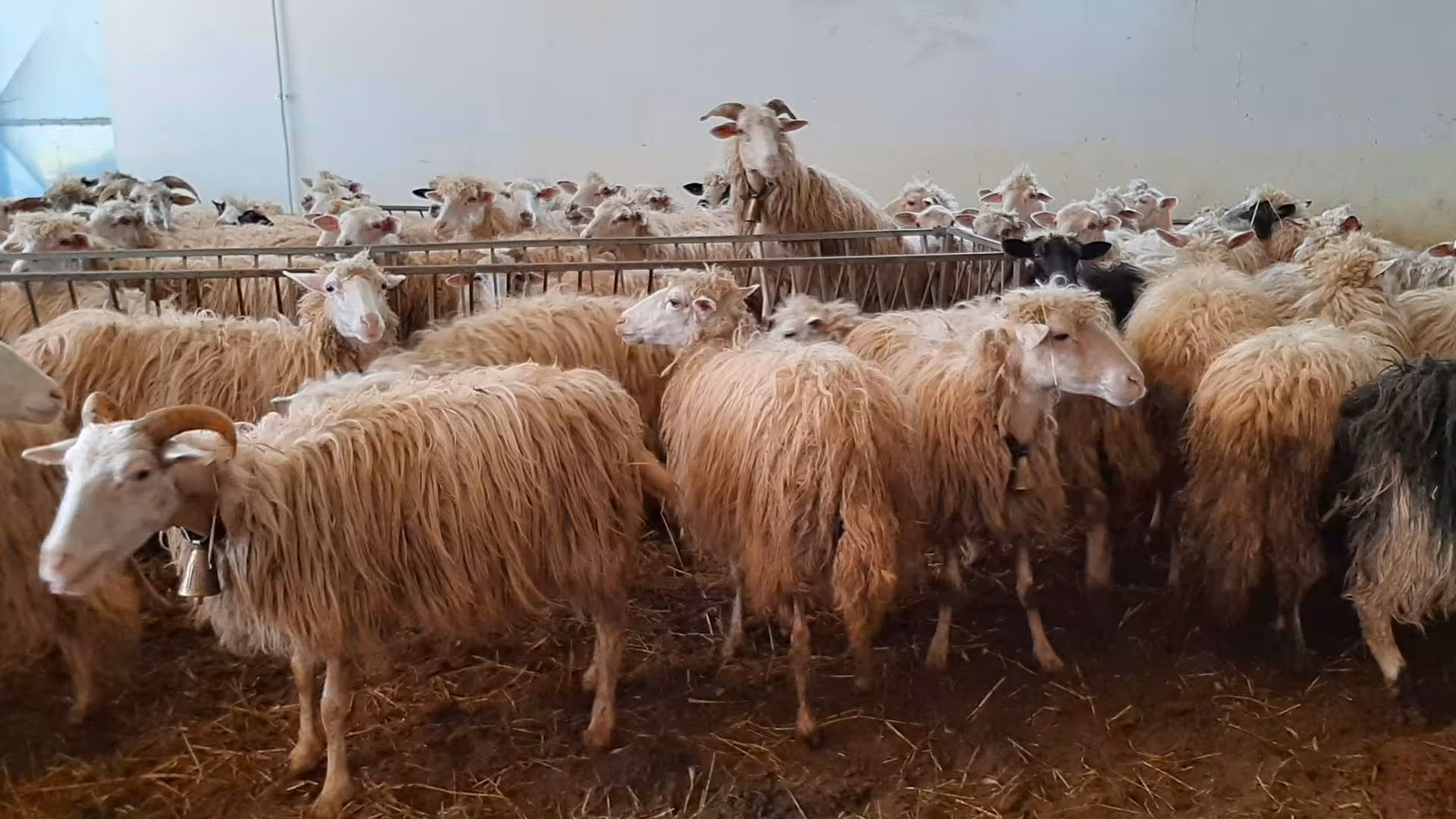 A flock of sheep inside a barn, highlighting the authentic farm experience at Arzana's tasting tour.