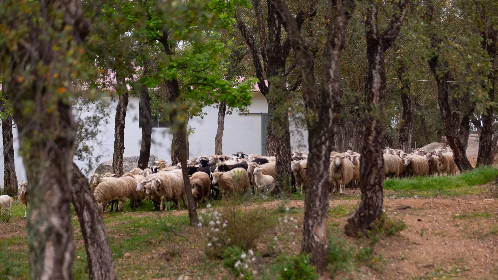 A flock of sheep grazing under shady trees on a serene Sardinian farm visit in Arzana.