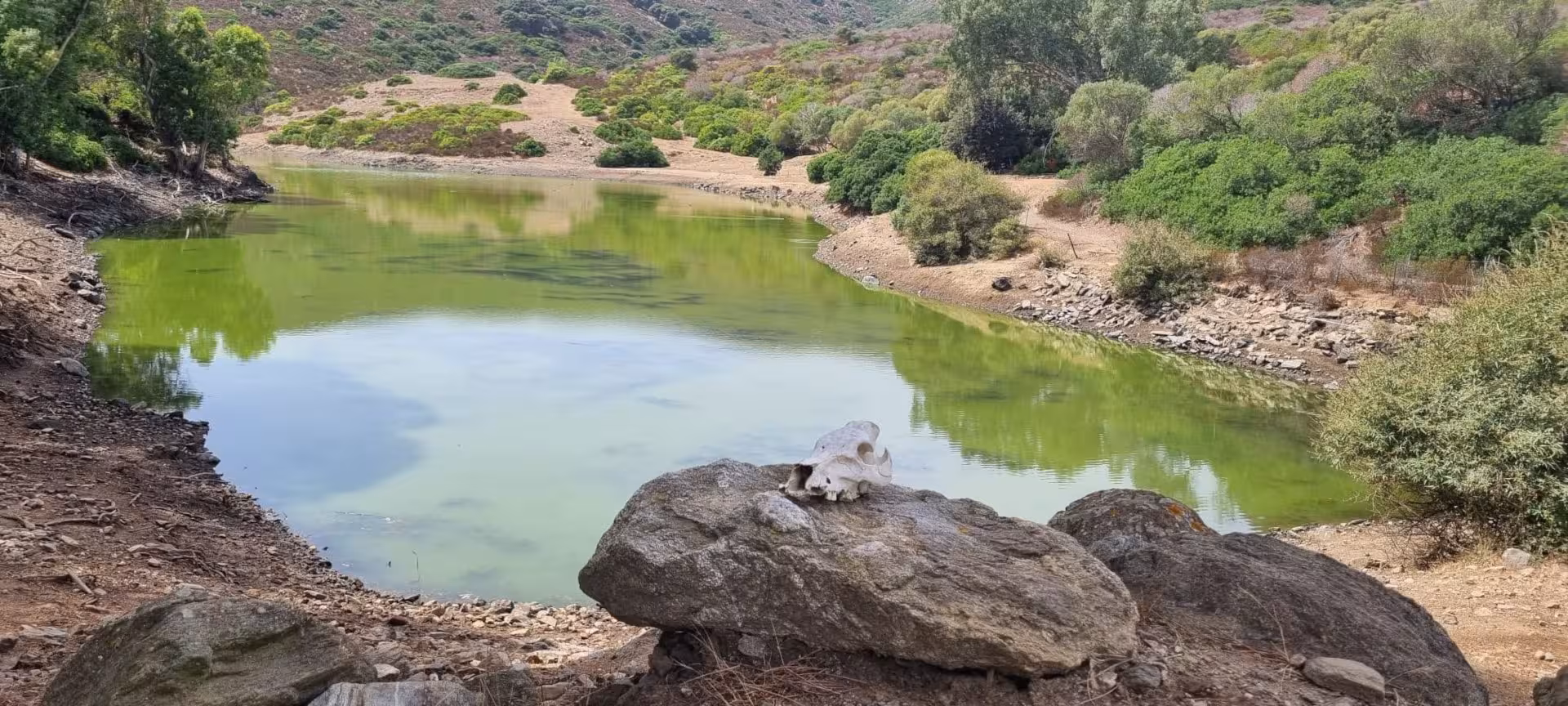 Serene green pond in Asinara's natural landscape, surrounded by lush vegetation, ideal for eco-tourism exploration.