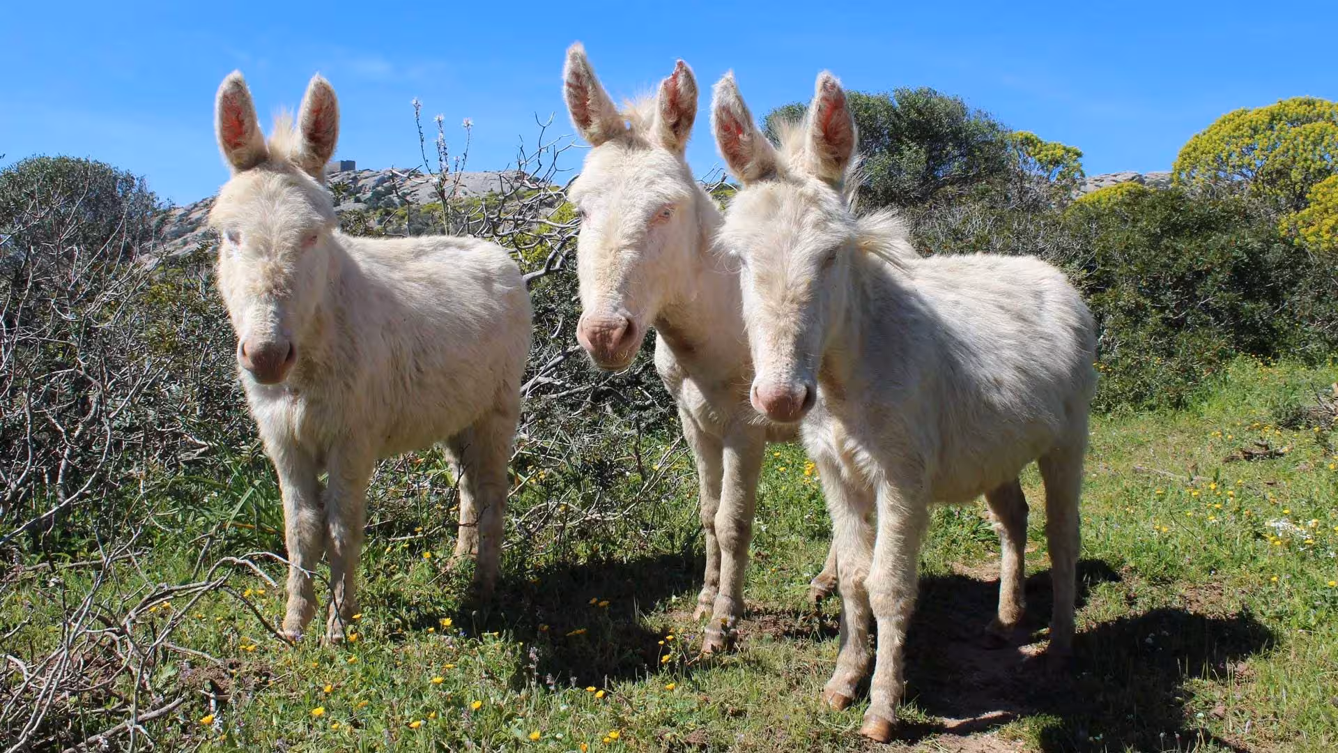 Three white donkeys grazing on the lush greenery of Asinara Island under a clear blue sky.