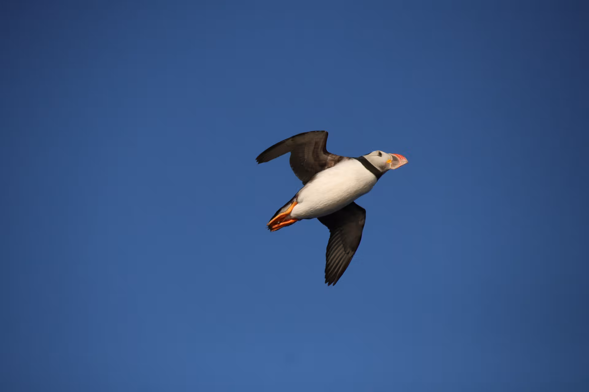 Atlantic puffin in flight against blue sky on Iceland puffin watching tour, prime summer wildlife spotting