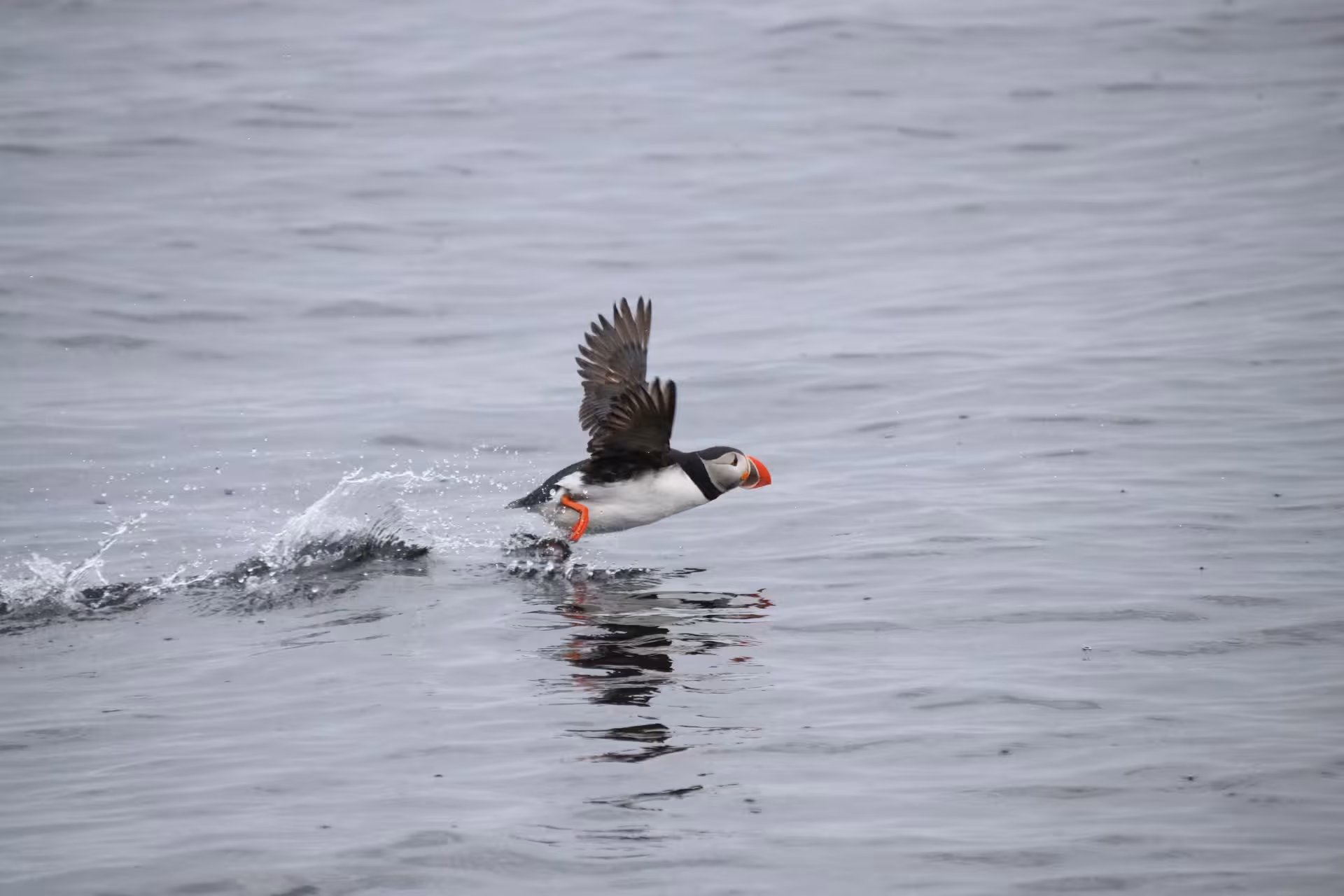 Atlantic puffin taking off from the sea on an Iceland wildlife tour, 04F Horses and Puffins experience
