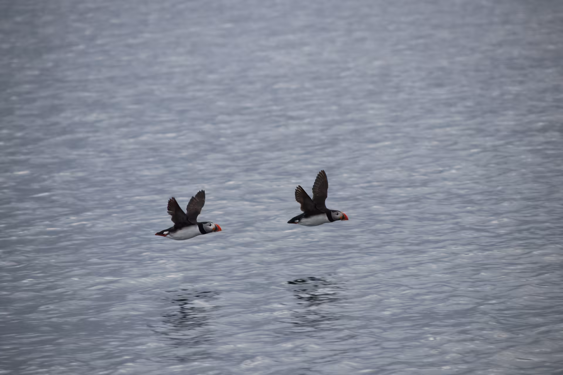 Two Atlantic puffins flying low over the sea, iconic Iceland wildlife sighting on puffin tour