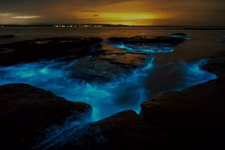 Witness stunning bioluminescent waves illuminating the rocky shores at sunset on Waiake Beach in Auckland.