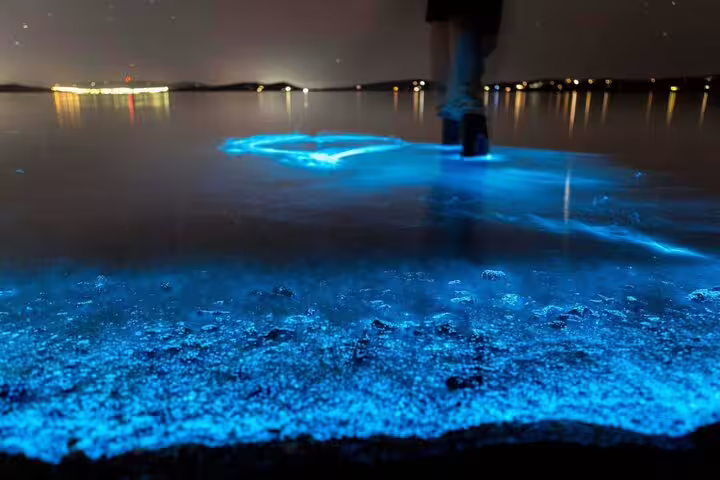 Walk along Waiake Beach's glowing shoreline, where bioluminescence lights up the night in Auckland's waters.