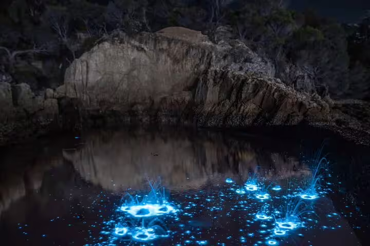Glowing bioluminescent waters at Waiake Beach, Auckland, ideal for night kayaking tours.