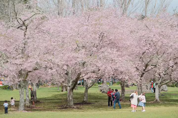Visitors enjoying the serene beauty of cherry blossoms in full bloom at an Auckland park, highlighting the city's natural charm.