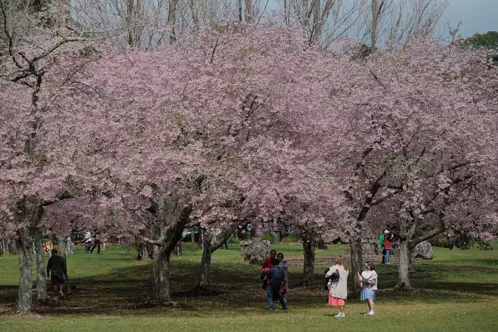 Visitors enjoying cherry blossoms in full bloom at a park in Auckland, New Zealand.
