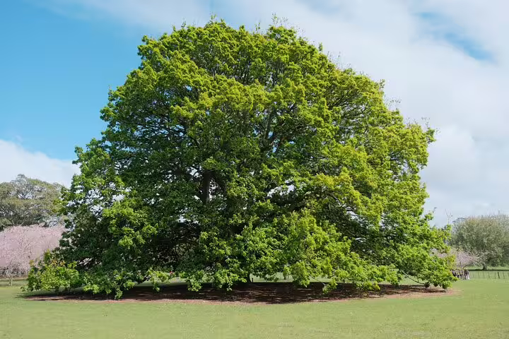Majestic green tree under a clear blue sky in Auckland park, perfect for nature lovers on a city tour.
