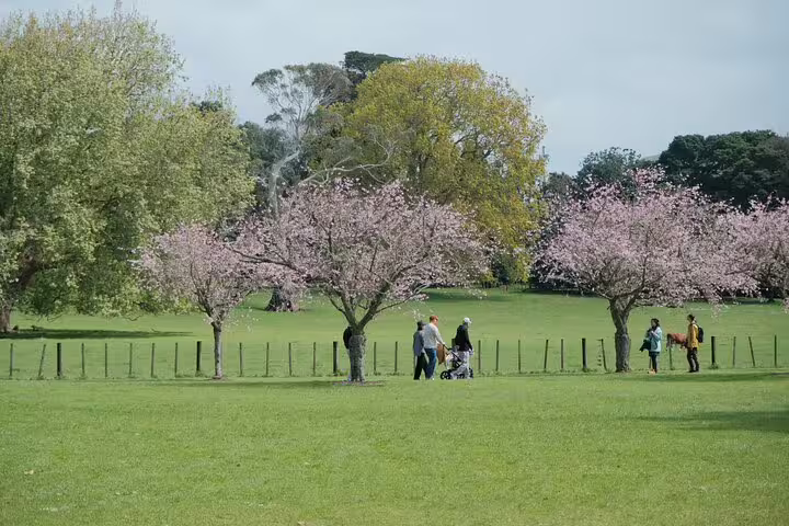 Visitors strolling through Auckland park under cherry blossoms, ideal for family outings and relaxation.