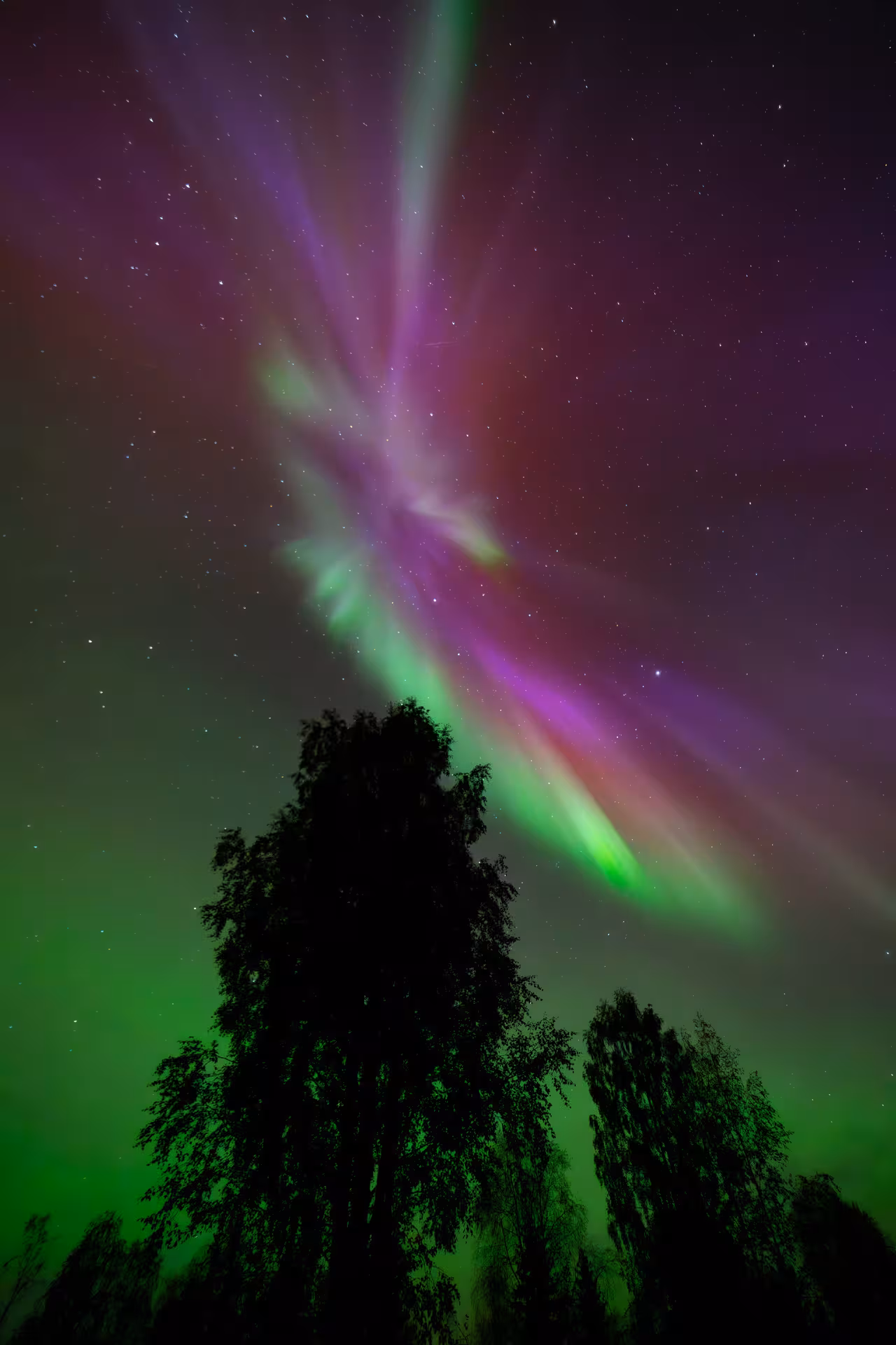 Vibrant aurora borealis in purple and green over silhouetted trees on an exclusive photography expedition.